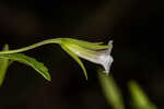 Florida hedgehyssop